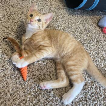 Aflac -  Domestic Short Hair Cat for Adoption in Bridgeville, Pennsylvania - Aflac | PetCurious