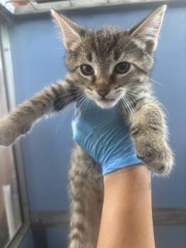 KORY -  Domestic Medium Hair Cat for Adoption in San Bernardino, California - KORY | PetCurious