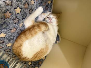 Domestic Short Hair Cats Available for Adoption - Breigh | PetCurious