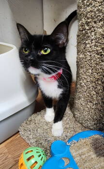 Rescue Domestic Short Hair Cats for Adoption in Crossville, Tennessee - Aster | PetCurious