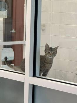 Domestic Short Hair Cats Available for Adoption - Curly Fries | PetCurious