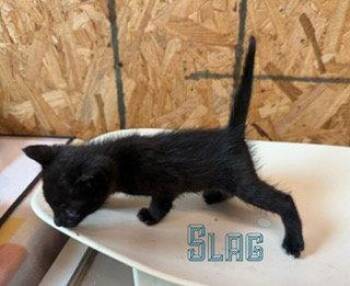 Domestic Short Hair Cats Available for Adoption in Pleasanton, Texas - Slag | PetCurious