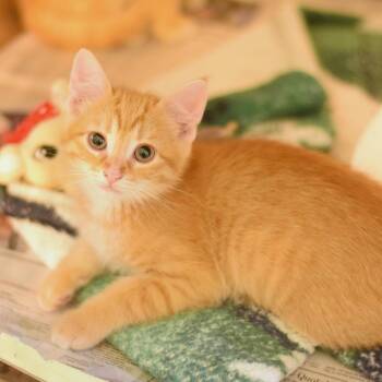 Domestic Short Hair Cats Available for Adoption in Belleville, Illinois - Ember | PetCurious