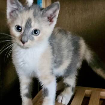 Nova -  Calico Cat for Adoption in West Palm Beach, Florida - Nova | PetCurious