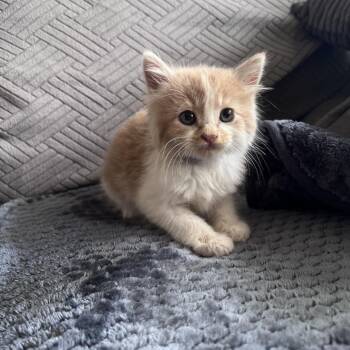 Domestic Short Hair Cats Available for Adoption in Auburn, Alabama - Corn | PetCurious