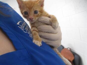 A389043 -  Domestic Short Hair Cat for Adoption in Ocala, Florida - A389043 | PetCurious