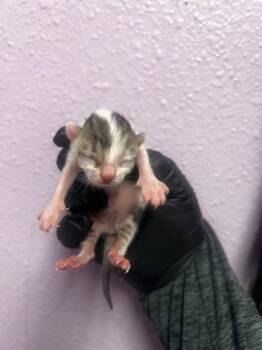 61292267 -  Domestic Short Hair Cat for Adoption in El Paso, Texas - 61292267 | PetCurious