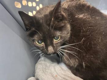 Tesla -  Domestic Short Hair Cat for Adoption in New Cumberland, West Virginia - Tesla | PetCurious