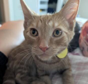 Ducky -  Domestic Short Hair Cat for Adoption in Cincinnati, Ohio - Ducky | PetCurious