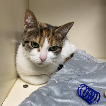 Domestic Short Hair Cats Available for Adoption - Confetti | PetCurious