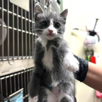Simon -  Domestic Short Hair Cat for Adoption in Pasadena, California - Simon | PetCurious