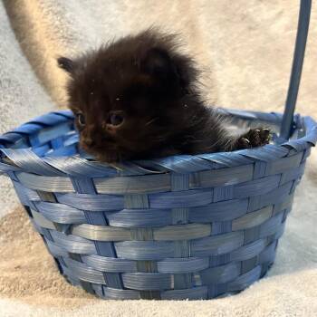 Riddle -  Domestic Long Hair Cat for Adoption in Madisonville, Tennessee - Riddle | PetCurious
