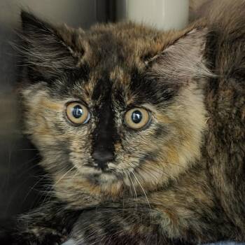 Lightning Bug -  Domestic Long Hair Cat for Adoption in Kennebunk, Maine - Lightning Bug | PetCurious