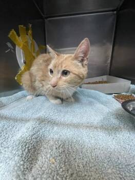 Orangesicle -  Domestic Medium Hair Cat for Adoption in El Paso, Texas - Orangesicle | PetCurious