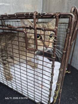 NEENEE -  Domestic Short Hair Cat for Adoption in San Antonio, Texas - NEENEE | PetCurious