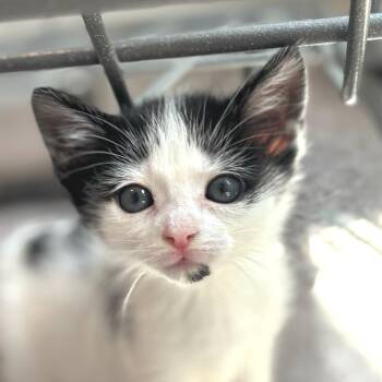 Dahlia -  Domestic Short Hair Cat Available for Adoption in Cumming, Georgia - Dahlia | PetCurious
