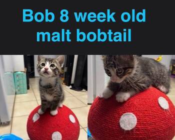Domestic Short Hair Cats Available for Adoption in Mustang, Oklahoma - Bob | PetCurious