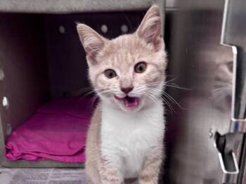 Tabby Cats Available for Adoption in Powell, Ohio - Talia | PetCurious