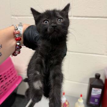 Gouda -  Domestic Short Hair Cat for Adoption in Reno, Nevada - Gouda | PetCurious
