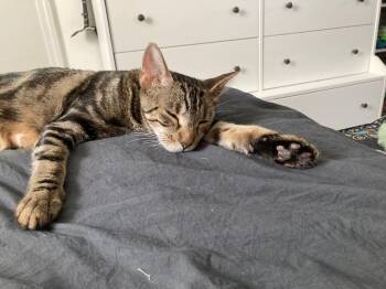 Rescue Domestic Short Hair Cats for Adoption in New York, New York - Lennox | PetCurious