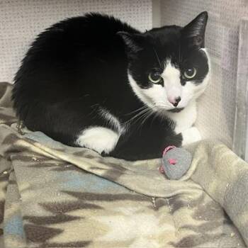 Cowboy -  Domestic Long Hair and Domestic Short Hair Cat for Adoption in East Brookfield, Massachusetts - Cowboy | PetCurious