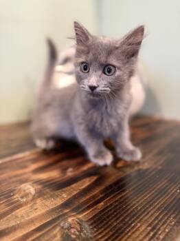 Toner and Xerox -  Domestic Long Hair Cat for Adoption in Bellmawr, New Jersey - Toner And Xerox | PetCurious