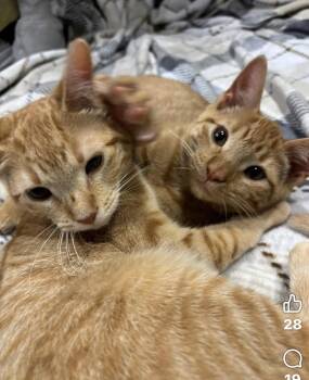 Domestic Short Hair Cats Available for Adoption in Houston, Texas - Perlah | PetCurious