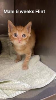 Domestic Short Hair Cats Available for Adoption in Fort Payne, Alabama - Flint | PetCurious