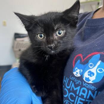 Domestic Short Hair Cats Available for Adoption in Allentown, Pennsylvania - Bowie | PetCurious