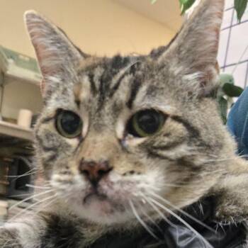Sasha w/ Zoey - Sweet senior gals! -  Domestic Medium Hair Cat for Adoption in Flagstaff, Arizona - Sasha W/ Zoey - Sweet Senior Gals! | PetCurious