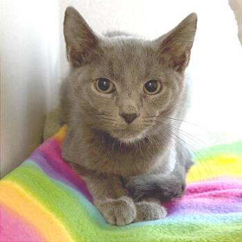 Sonic -  Domestic Short Hair Cat for Adoption in Pittsburgh, Pennsylvania - Sonic | PetCurious