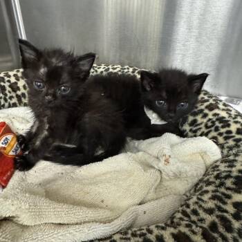 Incredicoaster -  Domestic Short Hair Cat for Adoption in Los Angeles, California - Incredicoaster | PetCurious