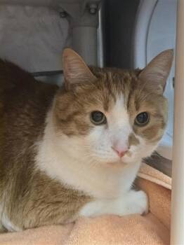 Flameche -  Domestic Short Hair Cat for Adoption in Montreal, Quebec - Flameche | PetCurious