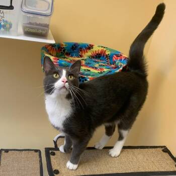 Stormy -  Domestic Short Hair Cat for Adoption in Baltimore, Maryland - Stormy | PetCurious
