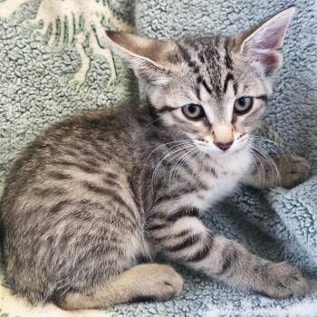 St. Helens -  Domestic Short Hair Cat for Adoption in Mt. Juliet, Tennessee - St. Helens | PetCurious