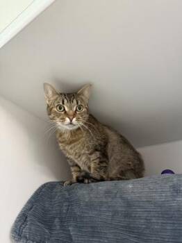 Rescue Domestic Short Hair Cats for Adoption in Traverse City, Michigan - Jenny | PetCurious