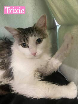 Rescue Domestic Short Hair Cats for Adoption - Trixie 2 | PetCurious