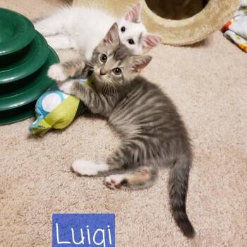 Luigi -  Domestic Short Hair Cat Available for Adoption in Carmel, Indiana - Luigi | PetCurious