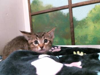 Domestic Short Hair Cats Available for Adoption in Houston, Texas - FUAD | PetCurious