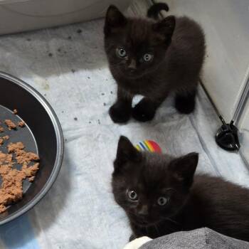 Domestic Short Hair Cats Available for Adoption - Merlot C10909 | PetCurious