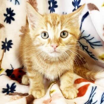 Brewski -  Domestic Short Hair Cat for Adoption in Mt. Juliet, Tennessee - Brewski | PetCurious