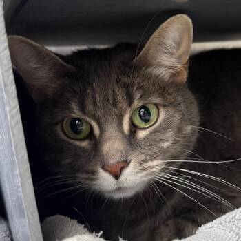 Buttercup -  Domestic Short Hair Cat for Adoption in Chicago, Illinois - Buttercup | PetCurious