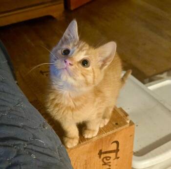 Domestic Short Hair Cats Available for Adoption - Fergus | PetCurious