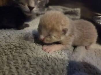 Domestic Short Hair Cats Available for Adoption in Wyoming, Michigan - Halcyon | PetCurious