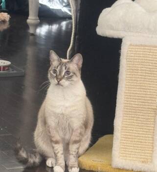 Dora Siamese Lynx -  Siamese Cat for Adoption in Brampton, Ontario - Dora Siamese Lynx | PetCurious
