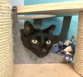 Biggie -  Domestic Short Hair Cat for Adoption in Seal Beach, California - Biggie | PetCurious