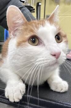 Domestic Short Hair Cats Available for Adoption - Tom | PetCurious