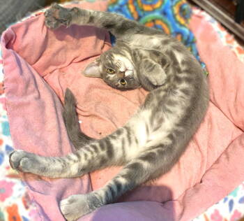 Rescue Domestic Short Hair and Tabby Cats for Adoption in Springfield, Oregon - Canyon | PetCurious