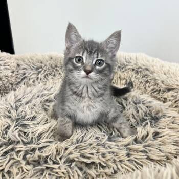 Domestic Short Hair Cats Available for Adoption in Hughesville, Maryland - Dolly Purrton | PetCurious