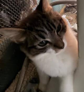 Stormy -  Tabby Cat for Adoption in Beverly Hills, California - Stormy | PetCurious
